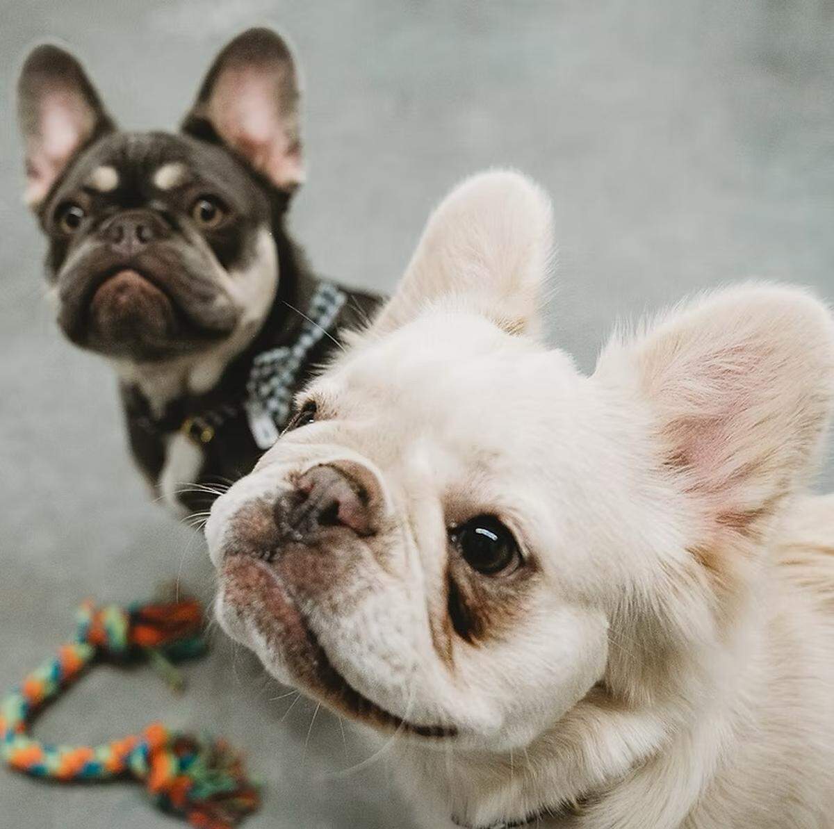 The new Fur Seasons Pet Resort will offer boarding for cats and boarding and daycare for dogs. There will be a lot of grooming services, too, and various packages that customers can buy. There also will be memberships.