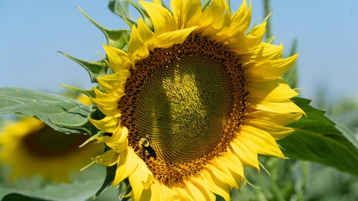 A bee pollinates a sunflower at Klausmeyer Dairy Farm in 2020. This year, the owners of Klausmeyer planted three fields, staggering them to allow for a longer tourism season. 