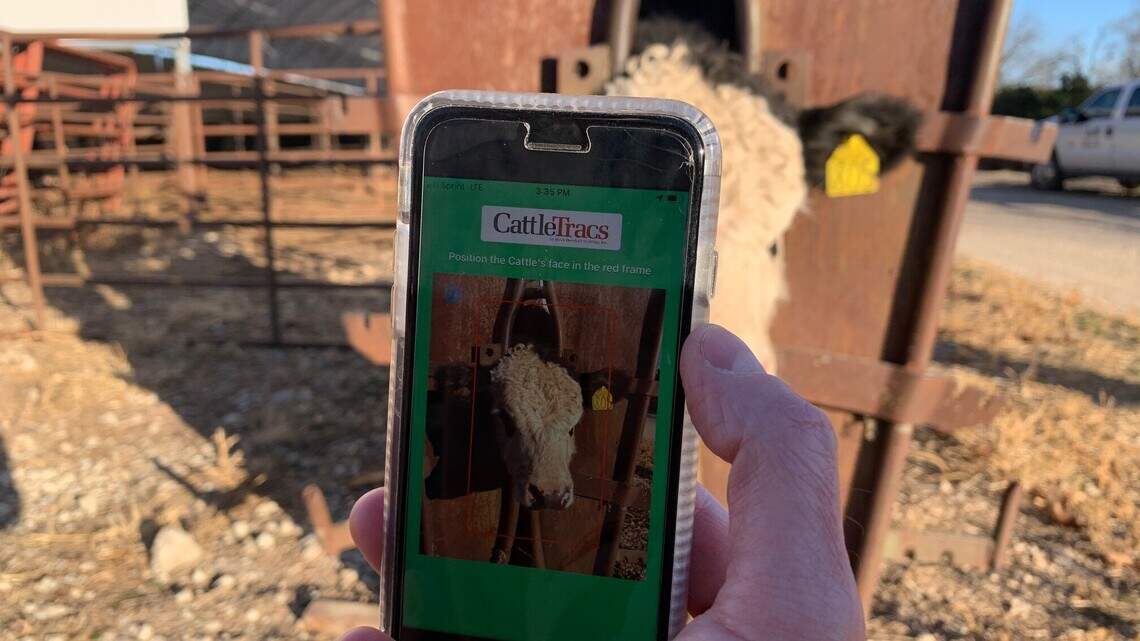 Facial recognition can be used to track disease in cows