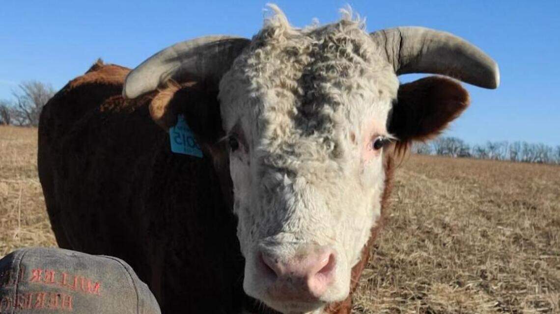 So far, 11,000 people have shared this Winfield rancher’s Facebook offer of help