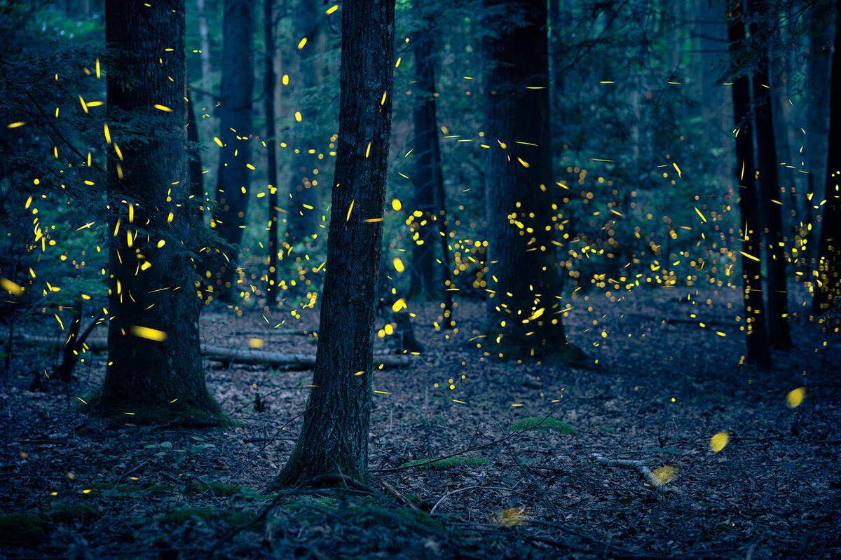 Austin Mann titled this photograph Emergence, which is “an extended exposure of a unique synchronous species of firefly in the Great Smoky Mountains.” Mann and his wife, Esther Havens Mann, are opening Maven Gallery in College Hill in part to showcase their photography.