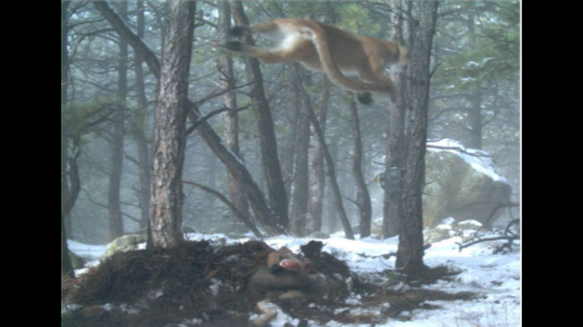 Mountain lions can run 45 miles per hour and jump 19 feet straight up in the air, experts say.