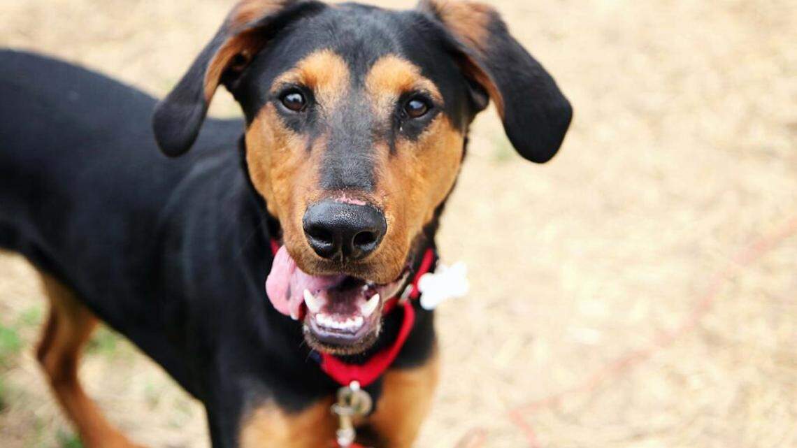 Hank was born in the care of Melissa’s Second Chances and adopted at 8 weeks old during the pandemic. He was returned as an 8-month-old puppy.