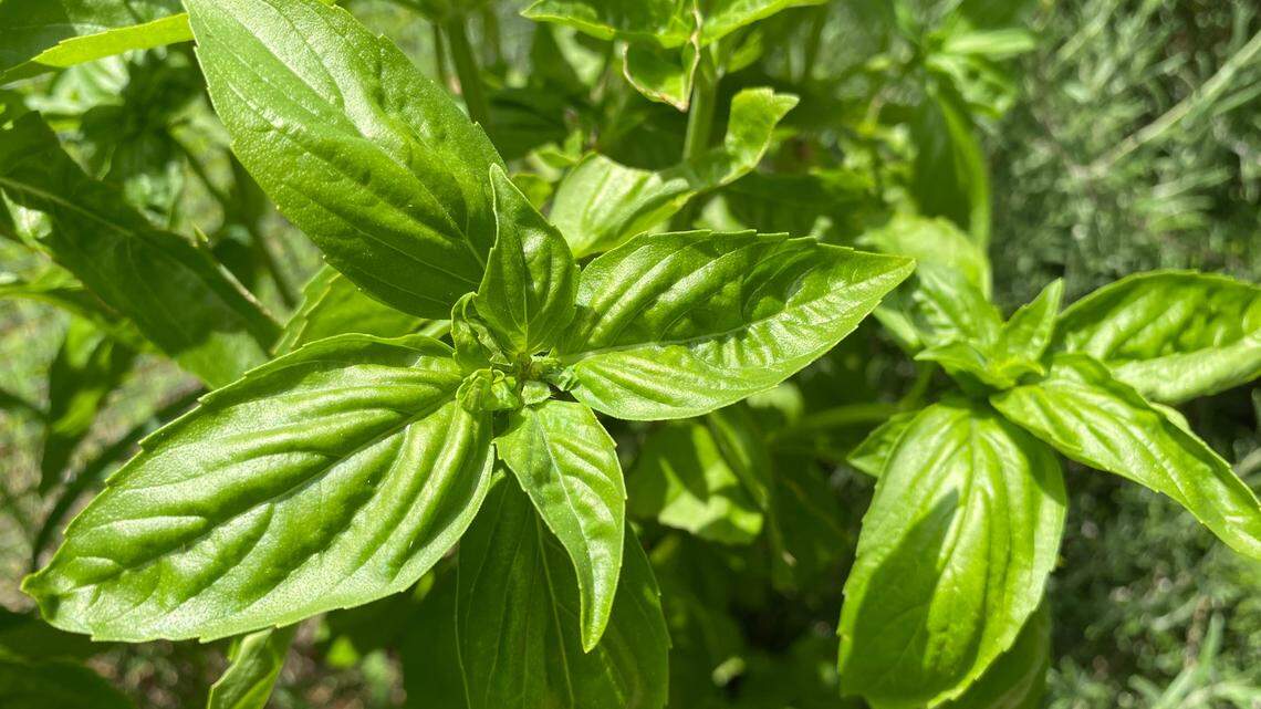 If your garden gives you more basil than you can handle, turn it into pesto.