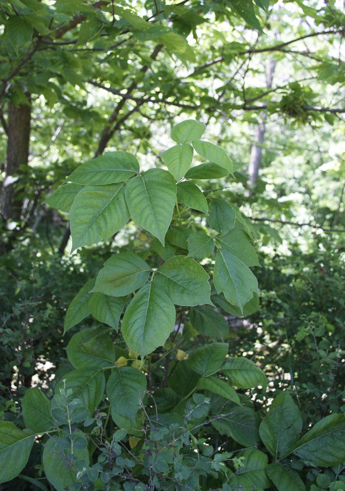 Poison ivy in bush form. It also grows as a climbing or ground vine.
