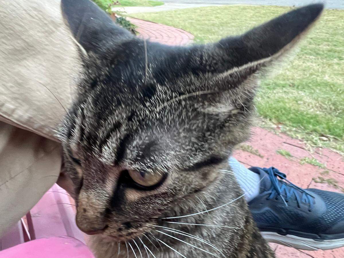 Whiskers, the mama cat who chose our house to call her own. Here she is attempting to sneak a sip of my husband’s adult beverage.