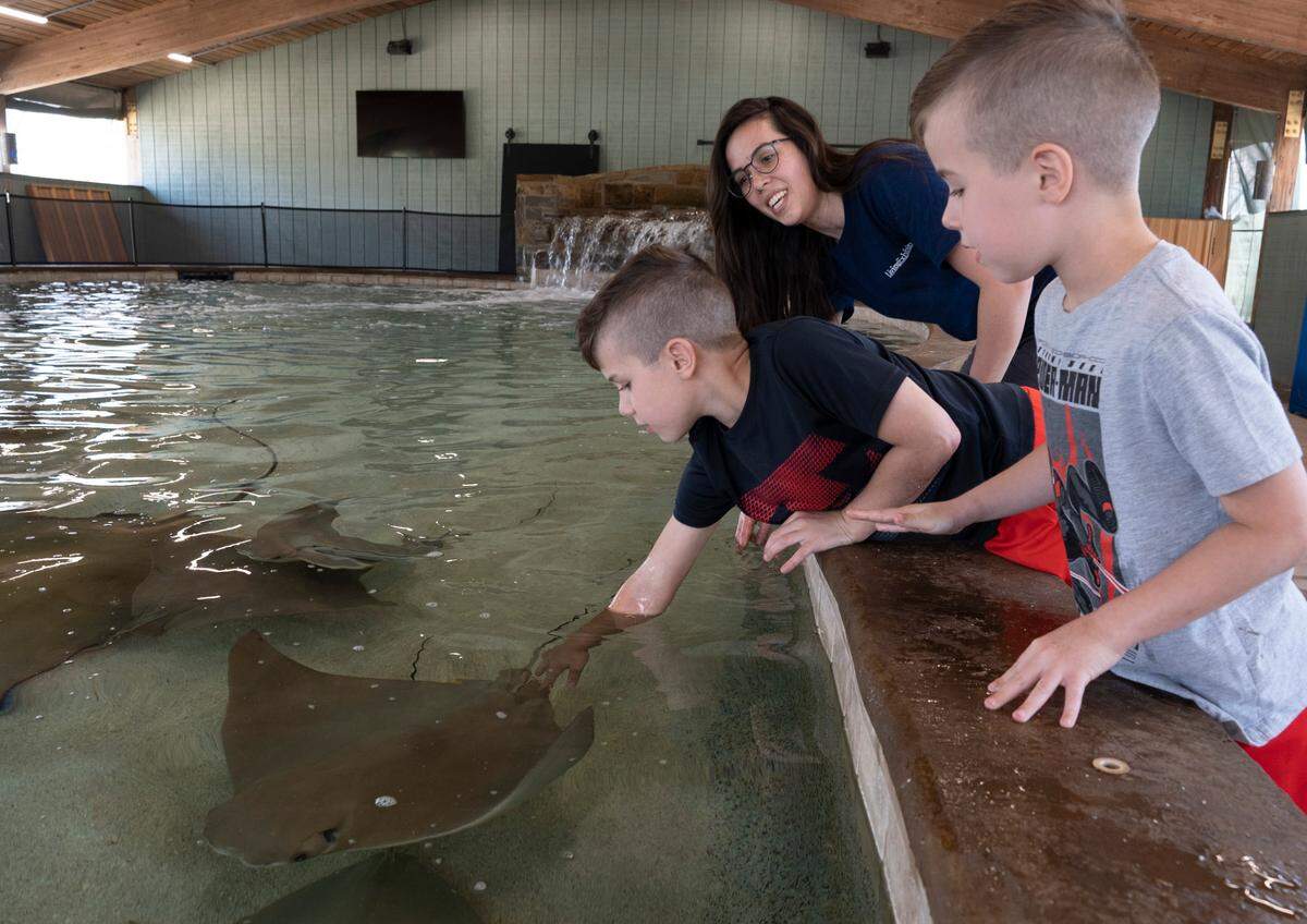 Max and Miles McCulley pet stingrays at Stingray Cove at the Sedgwick County Zoo. The exhibit opens to the public on April 15 and is the zoo’s first “aquatic touch experience.” Visitors can gently touch and feed the stingrays and touch the small sharks. It’s an additional $4 for members and $5 for non-members to visit the attraction and an extra $2 for the feeding experience. (April 12, 2022)