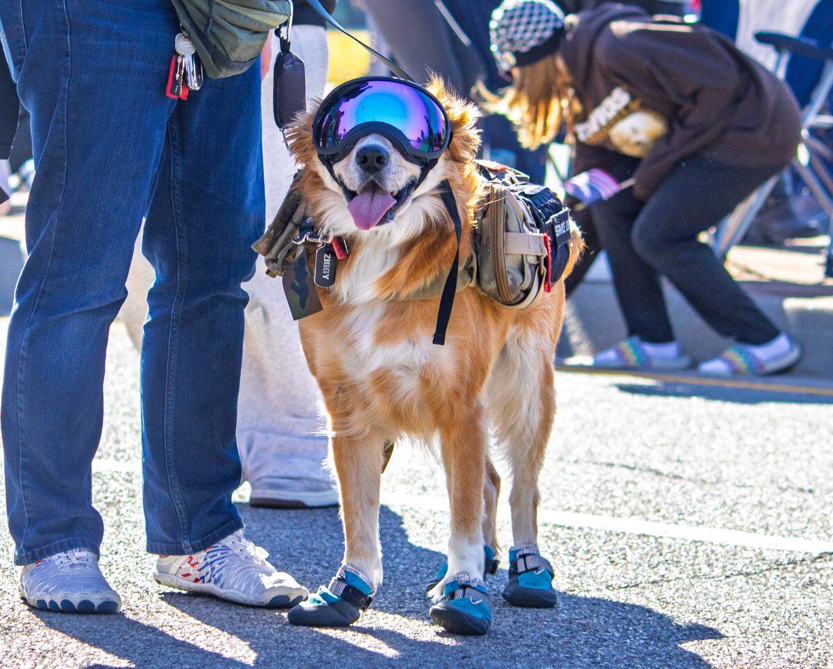 Ziggy the service dog walks down McLean while participating in Wichita's 2025 Veterans Day parade. Ziggy and his owner are members of Kevlar K9, a group that trains service dogs for veterans at little to no cost.