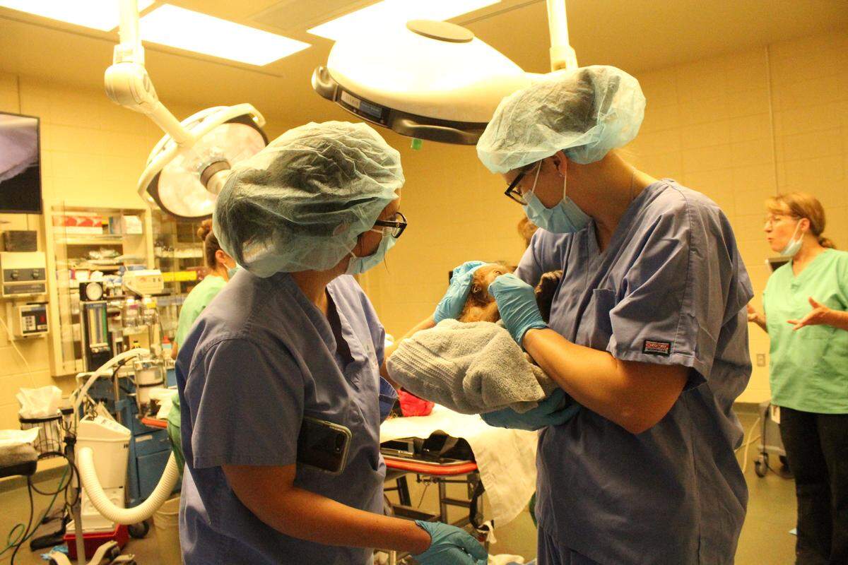 Dr. Laura Whisler, left, and Dr. Janna Chibry, right, with a baby orangutan they delivered at the Sedgwick County Zoo earlier this month.