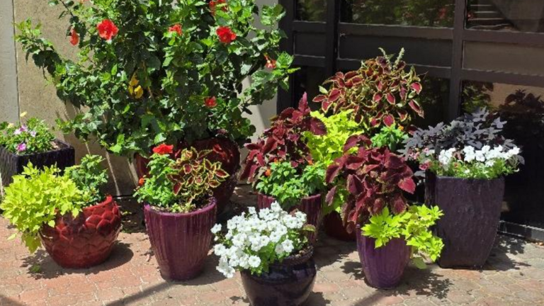 Is it time to bring houseplants indoors for winter? What Kansas experts recommend