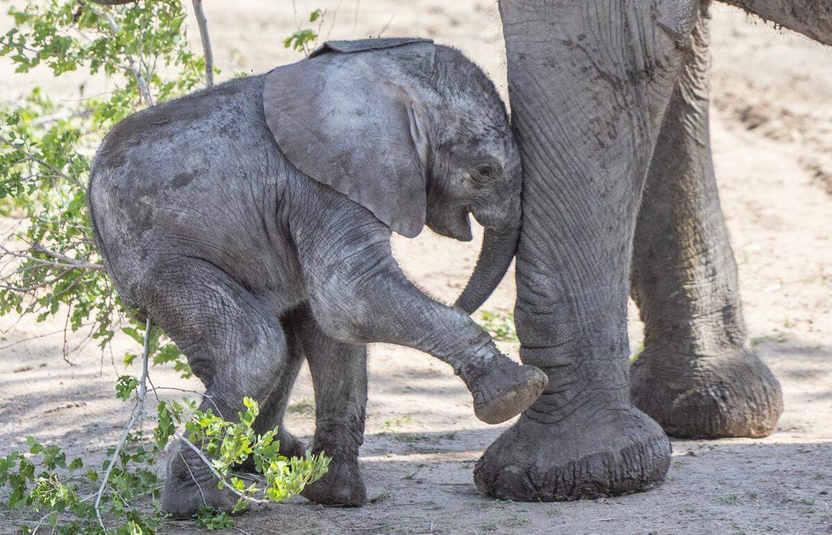 Two baby elephants, born four days apart, made their public debut at the Sedgwick County Zoo on Tuesday.