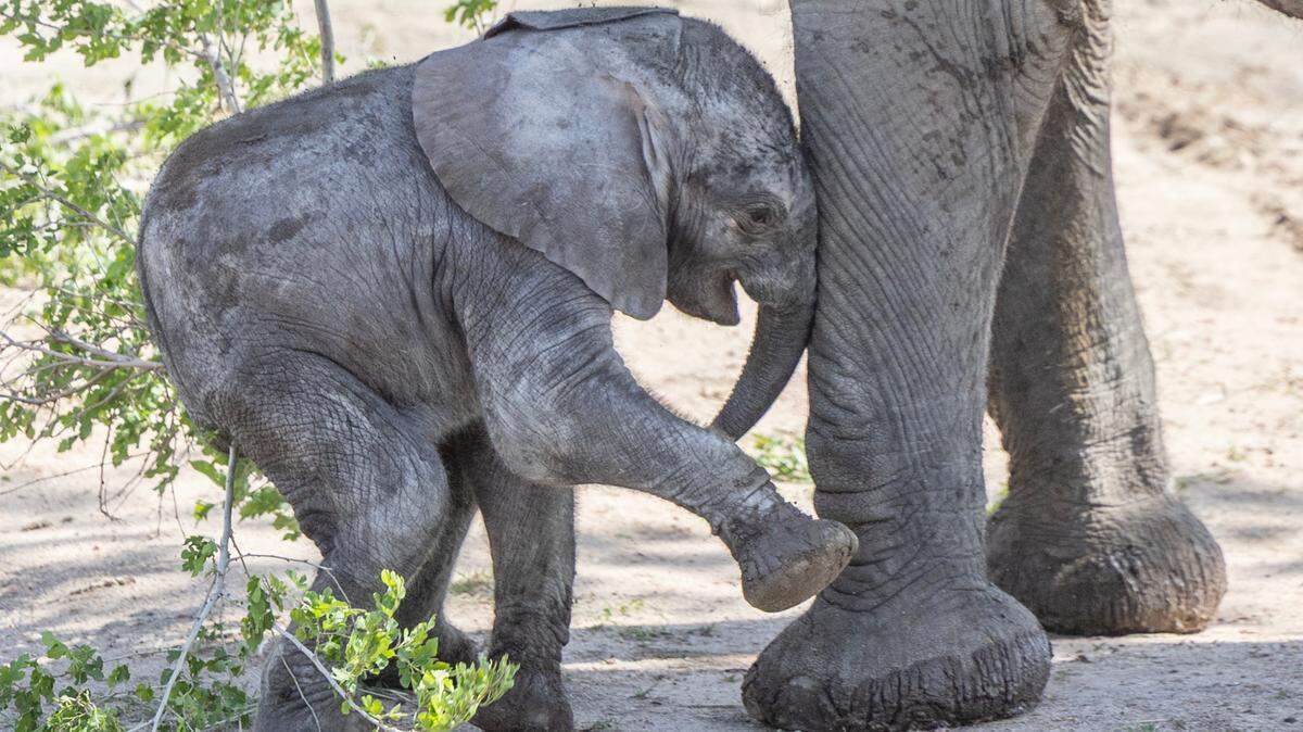What do elephants have to do with the Sedgwick County budget? The budget draft proposes two new elephant zookeepers.