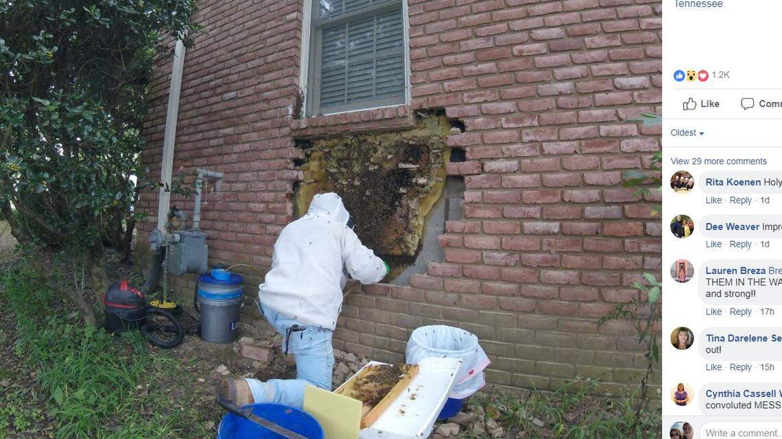 The Bartlett Bee Whisperer in Tennessee removed about 30,000 bees and a “holy huge comb” from inside the brick wall of a Germantown home.