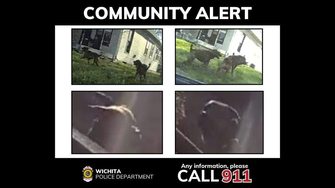 Child taken to hospital in critical condition after dog bite in south Wichita