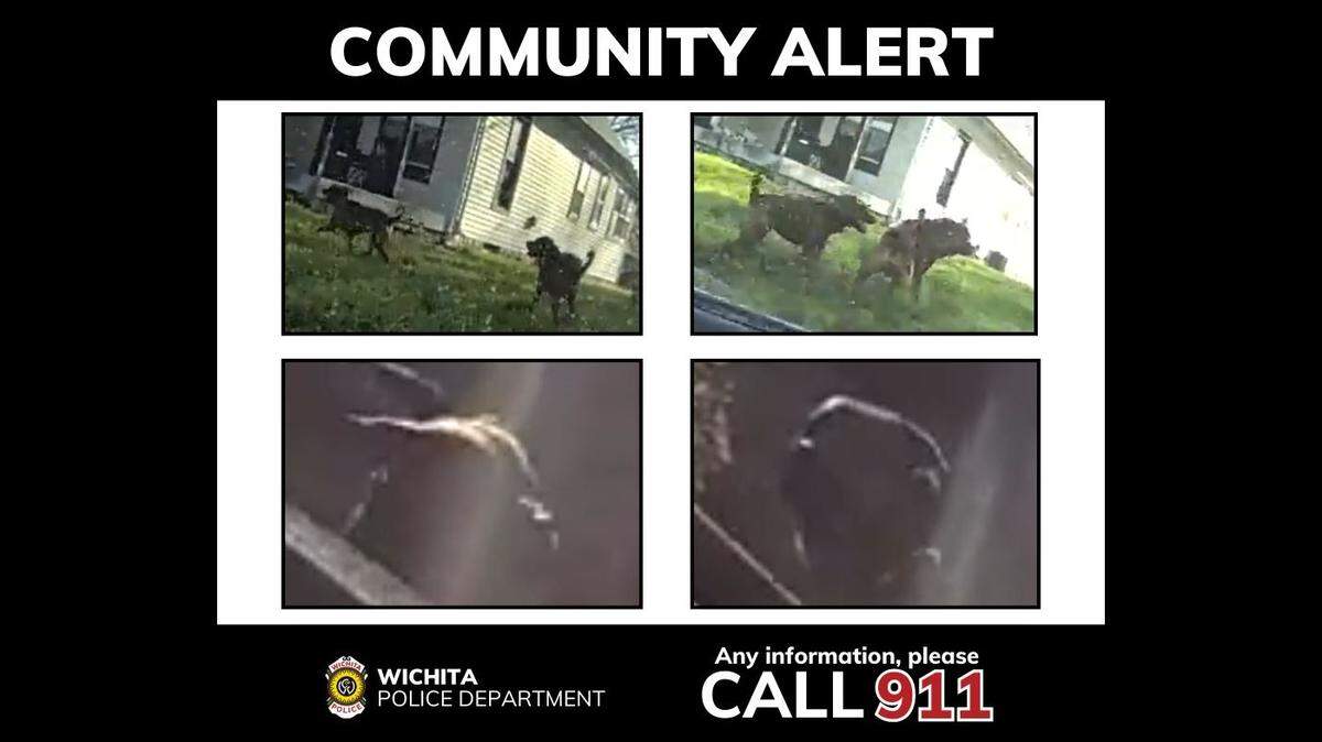 Wichita police were looking for these two dogs after they attacked a mother and child on Monday morning on Topeka near Harry Street.