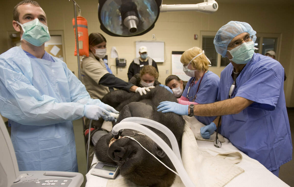 Dr. Ravi Bajaj of Heartland Cardiovascular, right, and technician MIchael Denning, left, look at a monitor while doing an echocardiogram of the gorilla Jabir at the Sedgwick County Zoo. Gorillas in captivity have a higher than normal rate of heart failure so doctors sedated two young gorillas to have a closer look at their cardiovascular health on March 14, 2009.