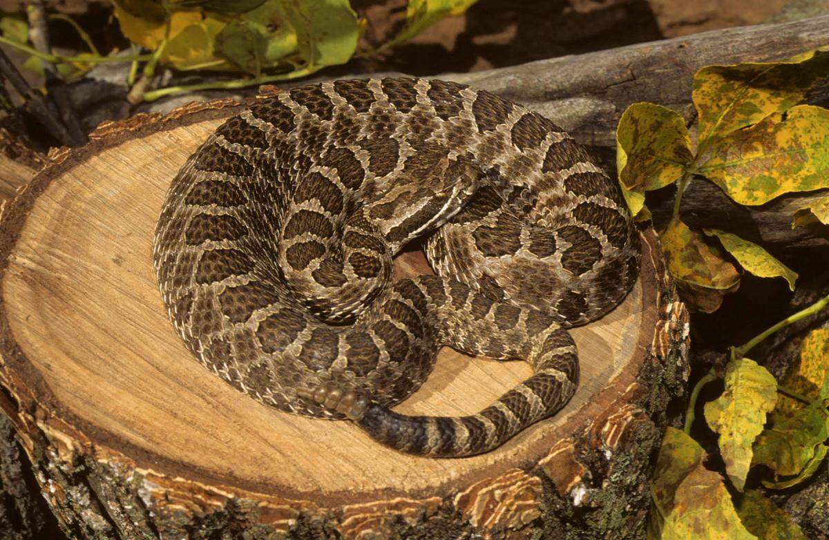 The Western Massasauga.