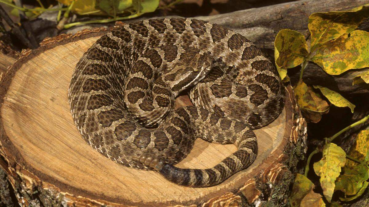The western massasauga, seen here, is one of two types of venomous snakes near Wichita.