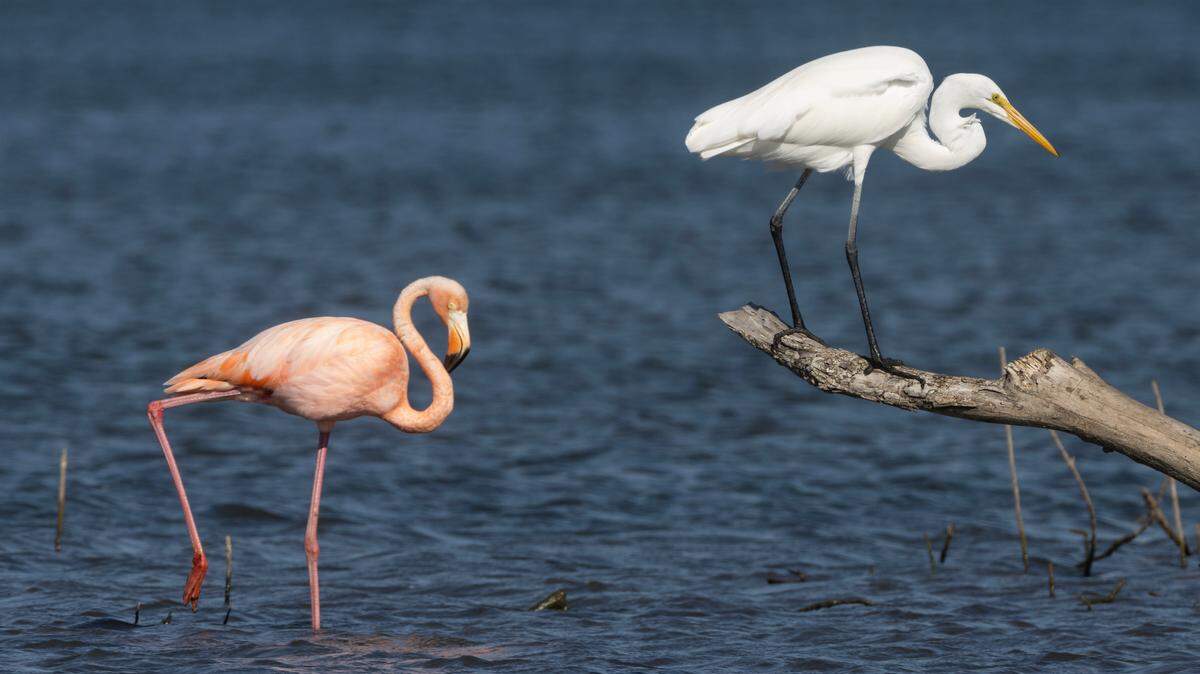A flamingo stands in shallow water next to a great egret at the Chase State Fishing Lake and Wildlife Area near Cottonwood Falls on Sunday. Flamingo sightings began circulating last Wednesday and now bird watchers have descended on the lake to catch a glimpse of an animal not normally seen in the Great Plains.