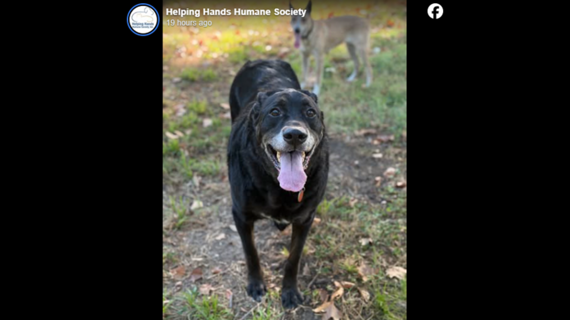 Senior dog returns to Kansas shelter after owner dies. He needs a retirement home