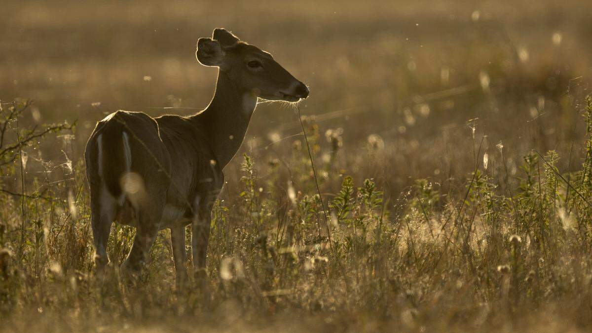 A whitetail deer emerges from its daytime bedding spot as the day ends at the Quivira National Wildlife Refuge in Stafford County in this archive photo.