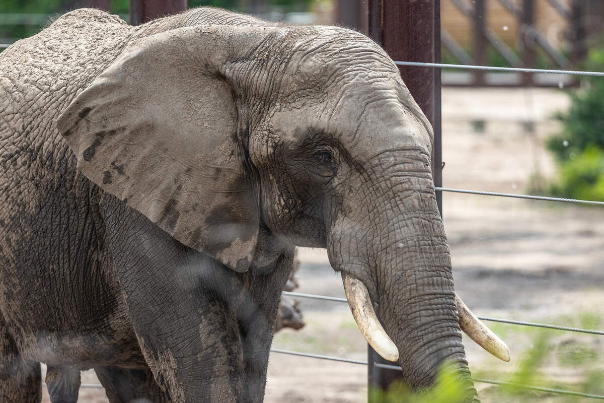 The Sedgwick County Zoo is one of the few attractions open on Christmas and New Year’s days.