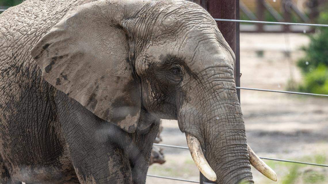 Walk on the wild side & learn how to cook: 10 things to do over the holidays in Wichita