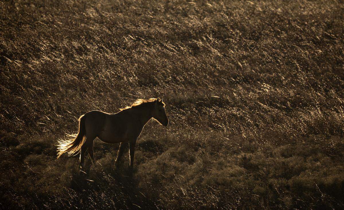 A wild mustang glows in the late afternoon sun near Teter Rock.