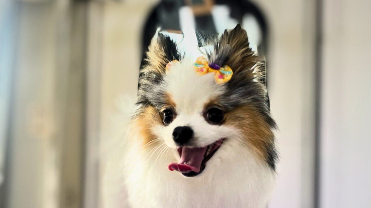 This is Foxy, a client of Lucky Dog Mobile Groomers, after getting a bath and her picture made. All Lucky Dog dogs get bows or bandanas after their baths.