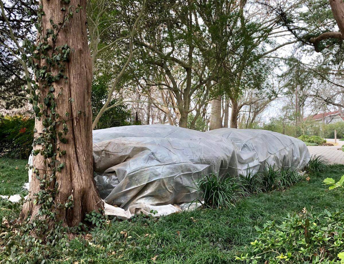If warmer weather is causing your plants to pop a bit too early, trying covering them during frosts with a light cloth or a bucket.