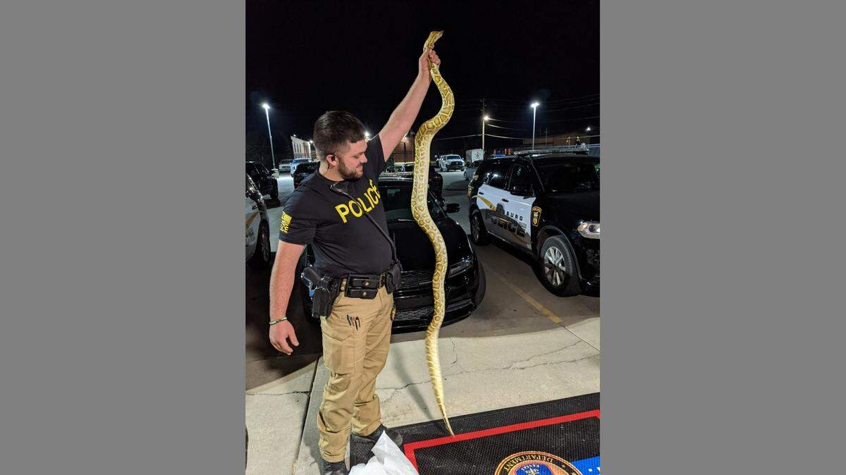 Officer Jesse Spencer hold an 8-foot python that was removed after a Pittsburg homeowner called about an unwanted snake.