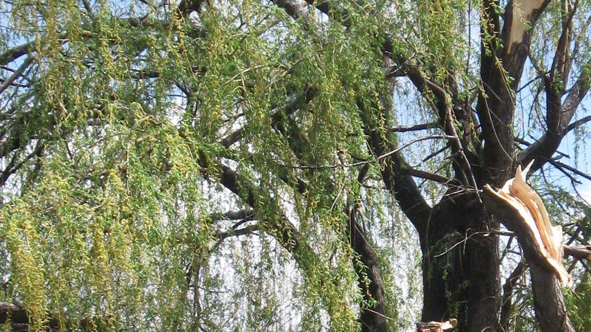 After storms this week, the Sedgwick County Household Hazardous Waste program is offering free tree and limb disposal drop-offs.