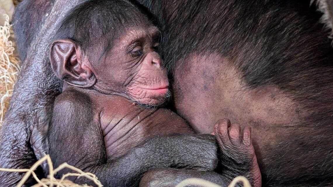 After tragic loss, Sedgwick County Zoo chimp now has a new baby. Meet Kyansa