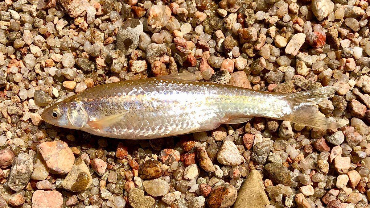 The Kansas Department of Wildlife and Parks is focusing recovery efforts on the plains minnow, which is threatened in Kansas and is seen here.