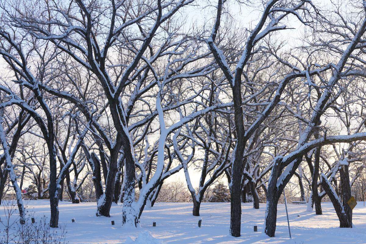 A beautiful snowfall rests on trees at Sedgwick County Park. About six inches of snow fell on Wichita late Thursday evening.