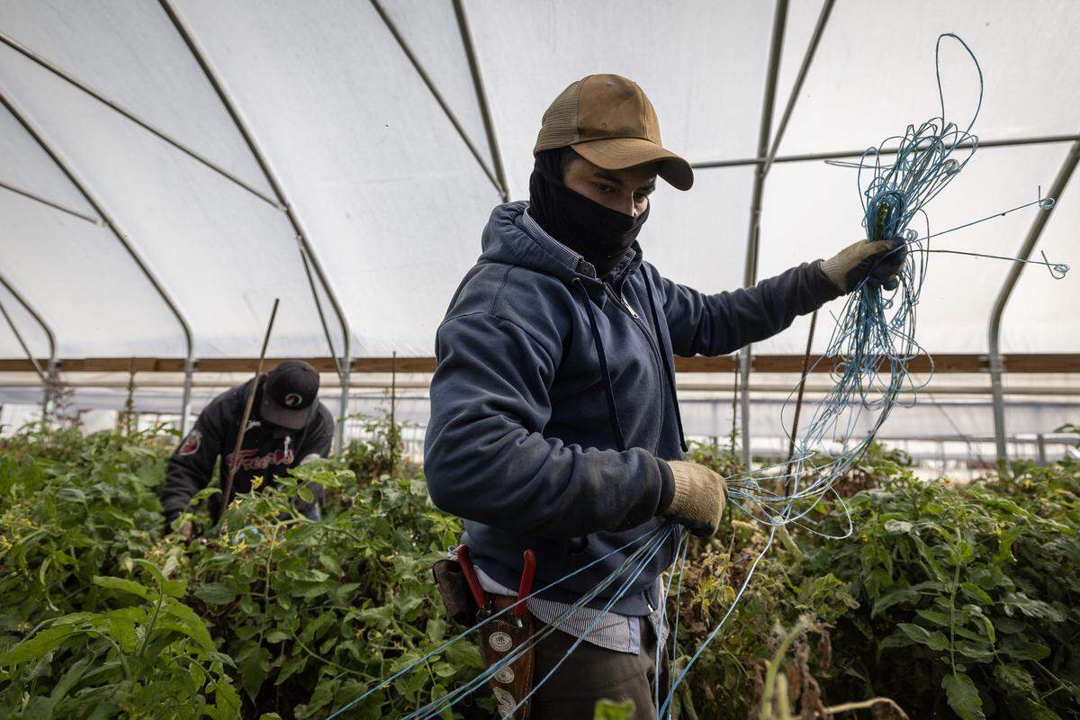 Even though seasonal workers can obtain work permits, many in the agricultural industry are worried about losing access to their workforce and the impact of tariffs on their access to markets.
