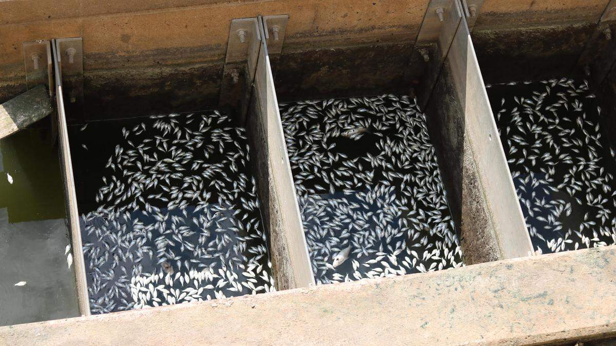 Dead minnows fill three of the Lincoln Dam fish ladder's chambers after city workers lowered the water level for a maintenance project.