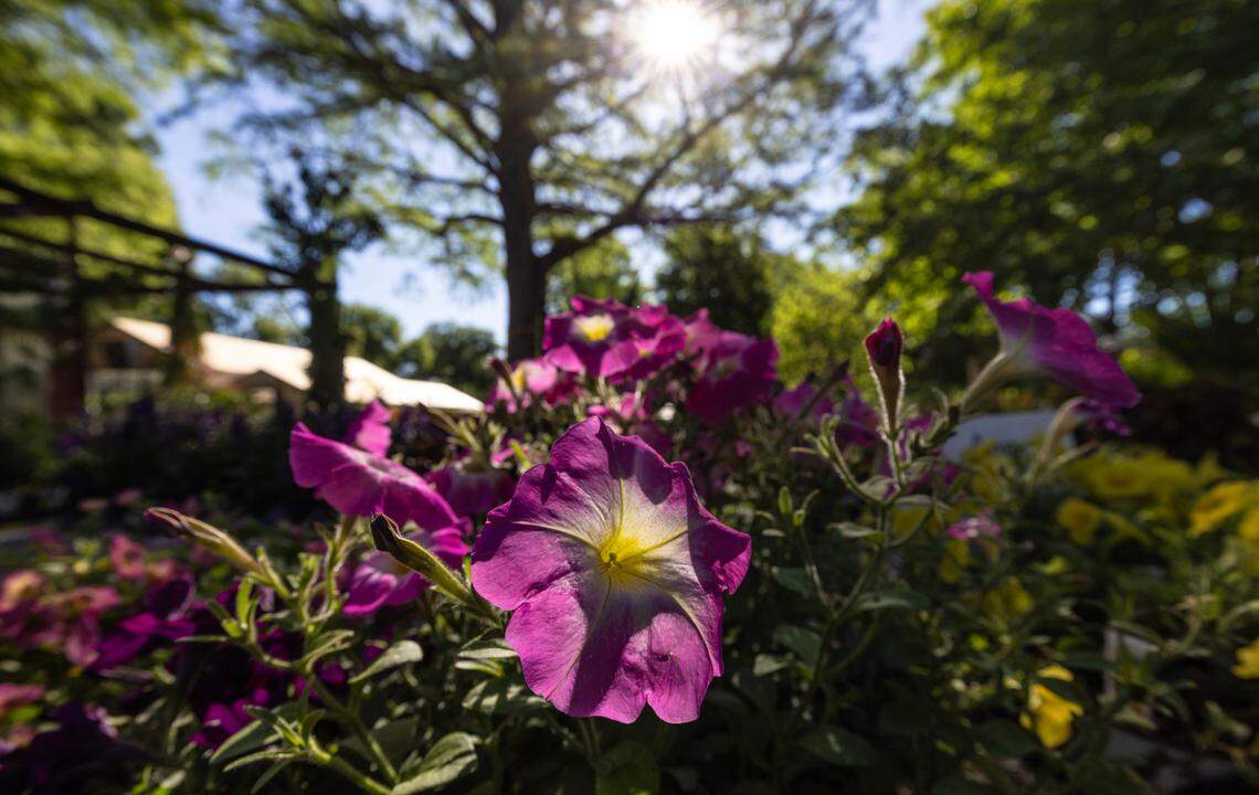 Some people visit Hillside Nursery, which is celebrating 100 years this year, simply to enjoy its tranquil beauty.