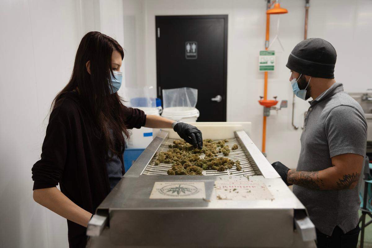 Kansas Natural Remedies employees trim buds at the company’s production facility in a former aircraft manufacturing building near downtown.