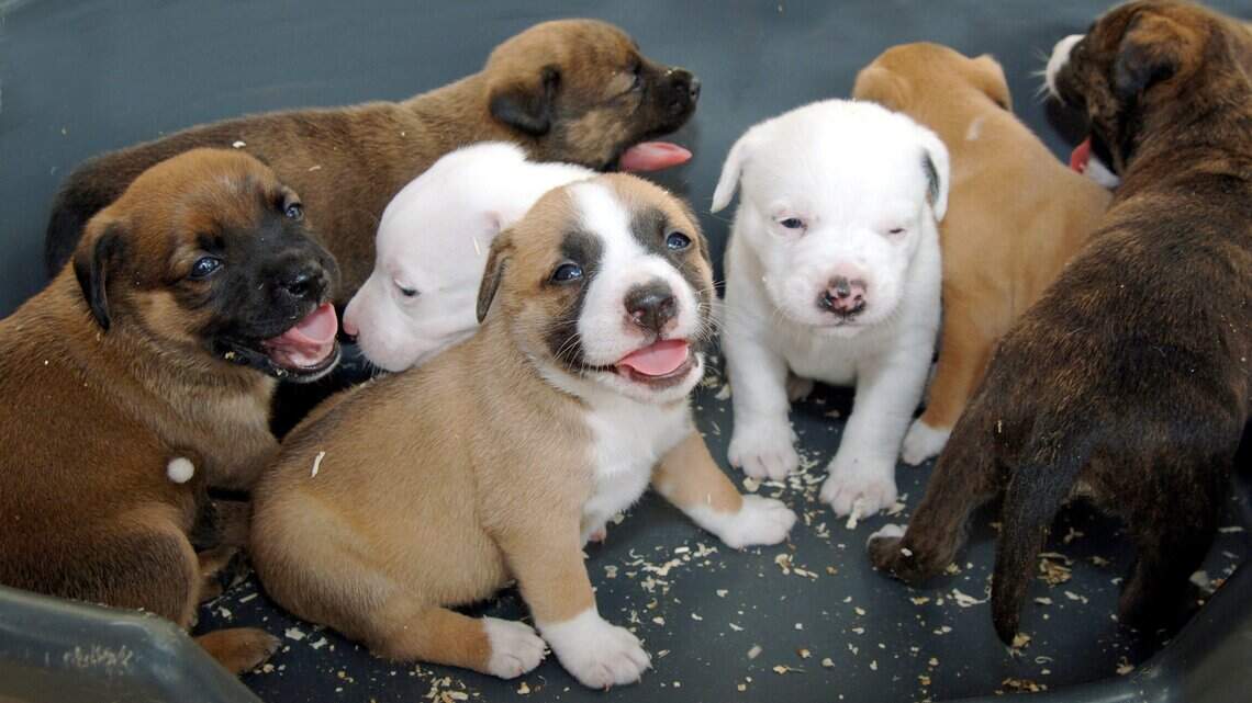 The look and name of these Wichita businesses changed, but the services haven’t