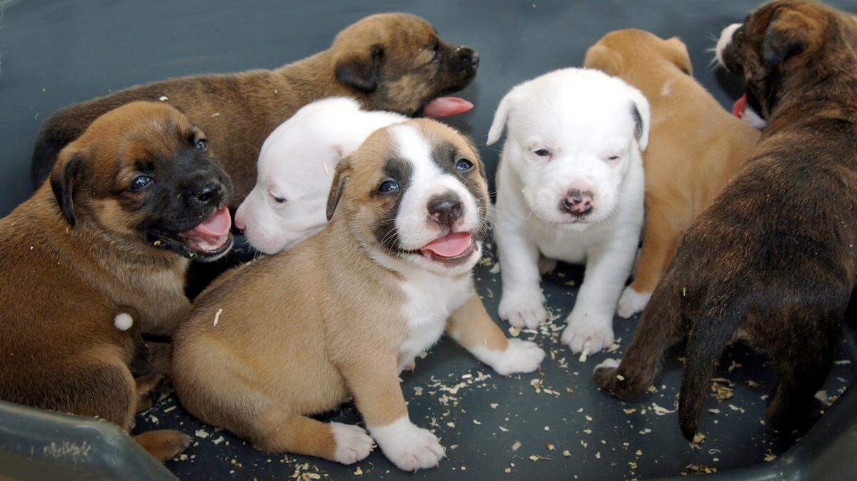 Chicago-based Digs Dog Care has rebranded two Woof’s Play & Stays in Wichita and three more in the state. The look of the businesses has changed but the services have not.