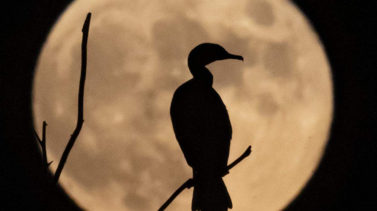 Wichitans will be able to see a full moon in Kansas skies on Monday evening.