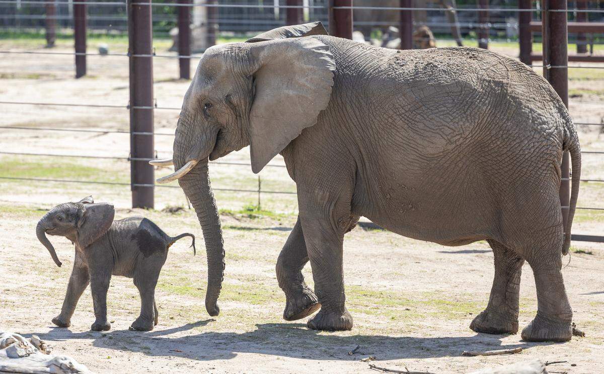Two baby elephants, born four days apart, made their public debut at the Sedgwick County Zoo on Tuesday.