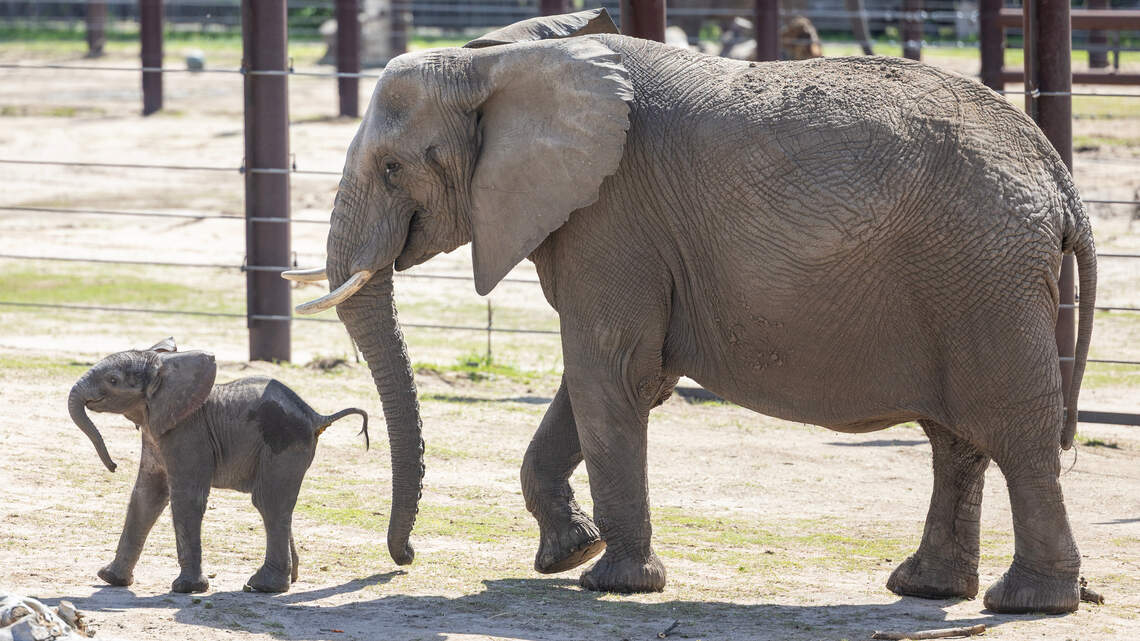 Kansas families get 6 more days to visit these attractions for free. What to know