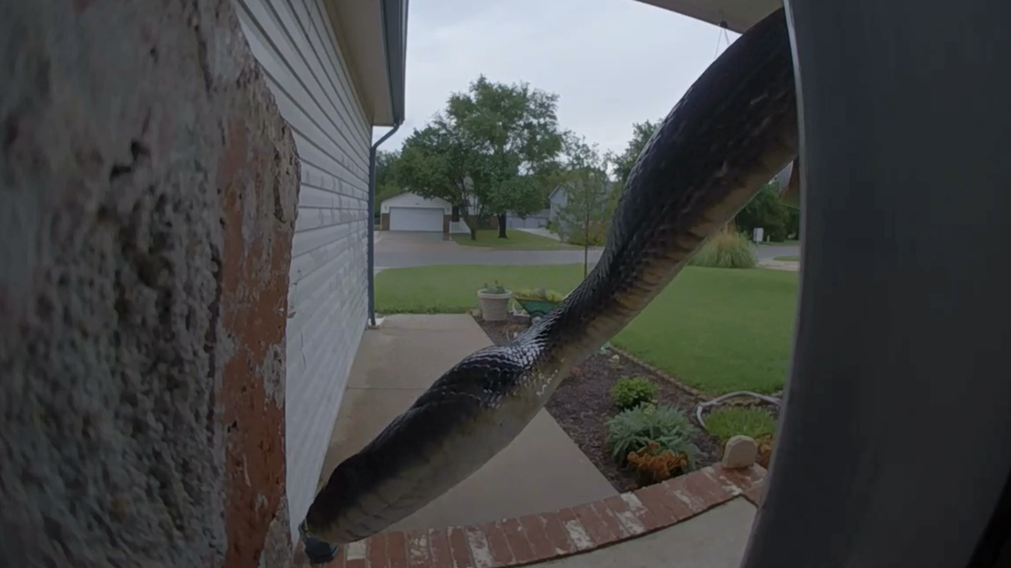 Her security cam let her know she had a visitor — and it was slithering, video shows