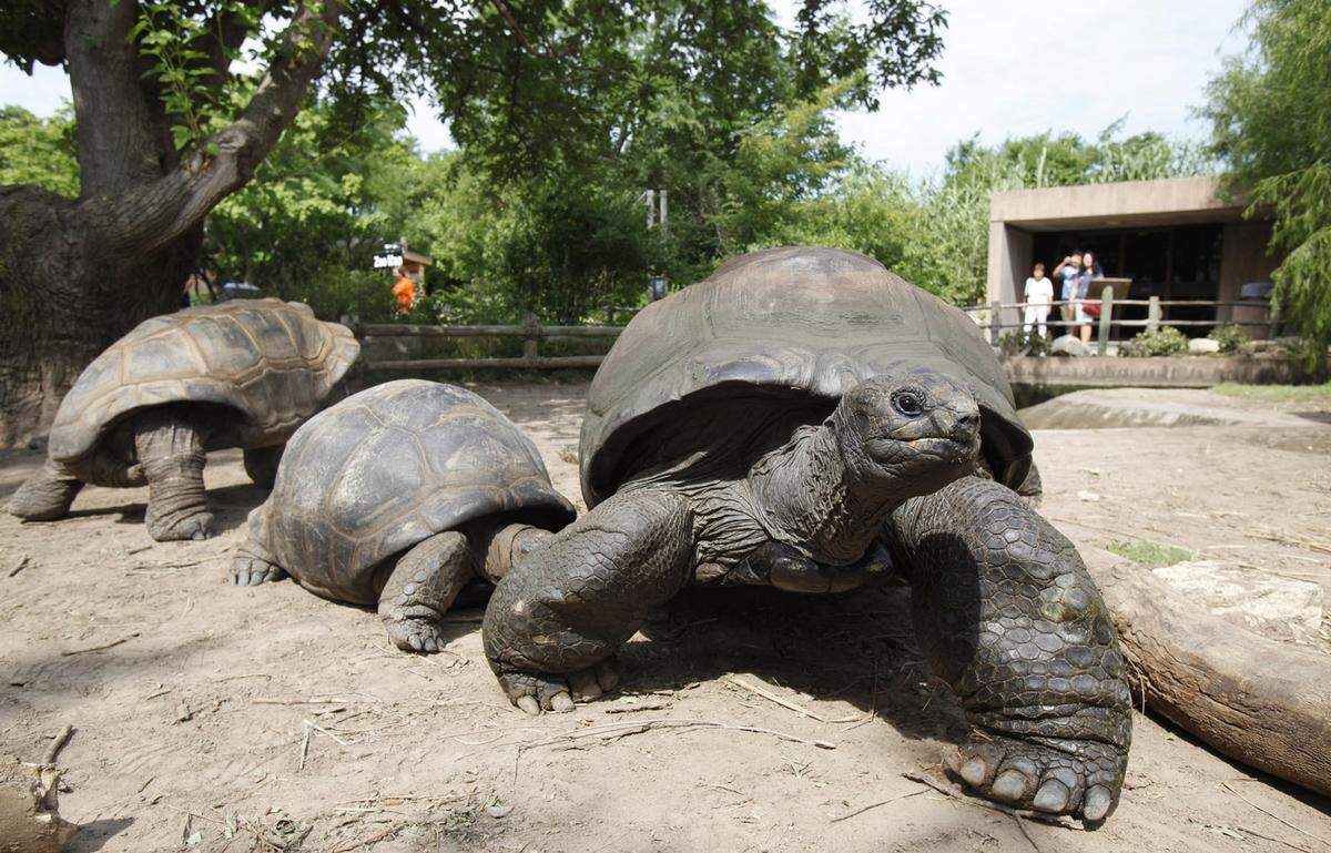 Rocket, an Aldabra tortoise at the Sedgwick County Zoo, has outgrown the indoor winter facility and will soon move to the Tulsa Zoo. The 609 pound tortoise is 78 years old and has been at the zoo since it opened. Zoo officials hope to bring him back when the exhibit is enlarged for him.