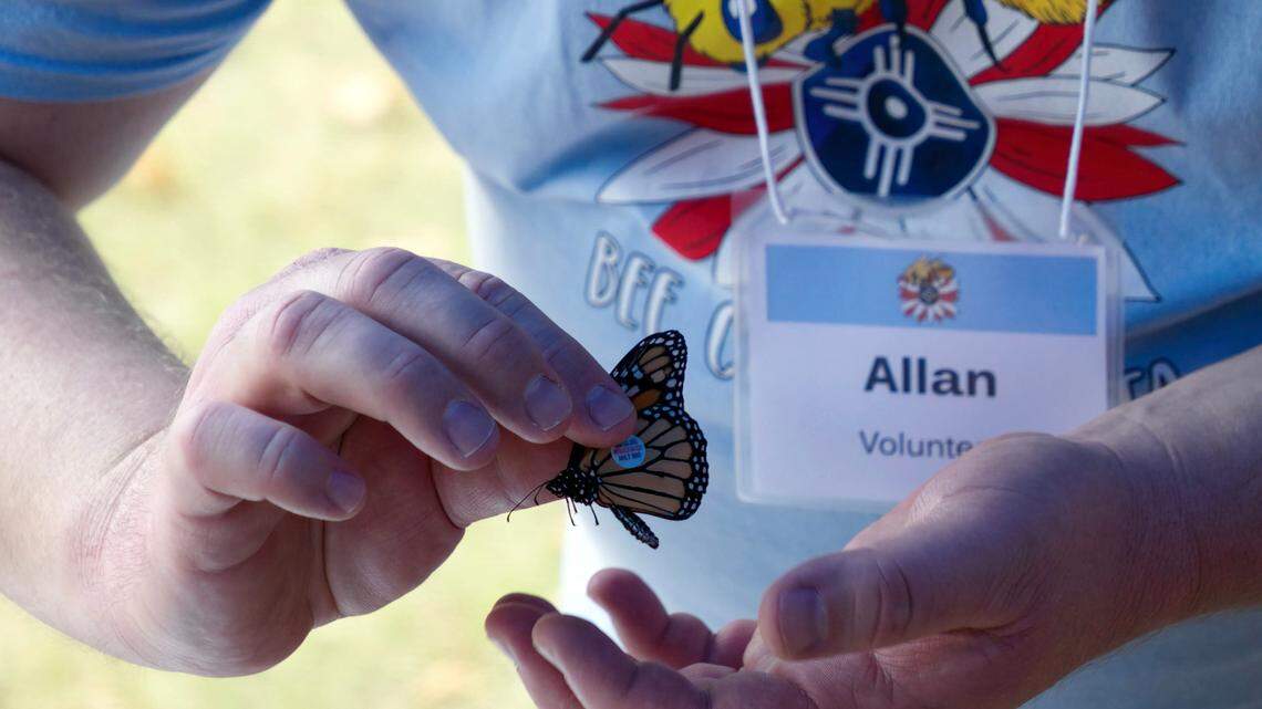 At last year’s ICT Bee Fest, small stickers are placed gently on the wings of Monarch butterflies so that their migration south can be scanned and recorded.