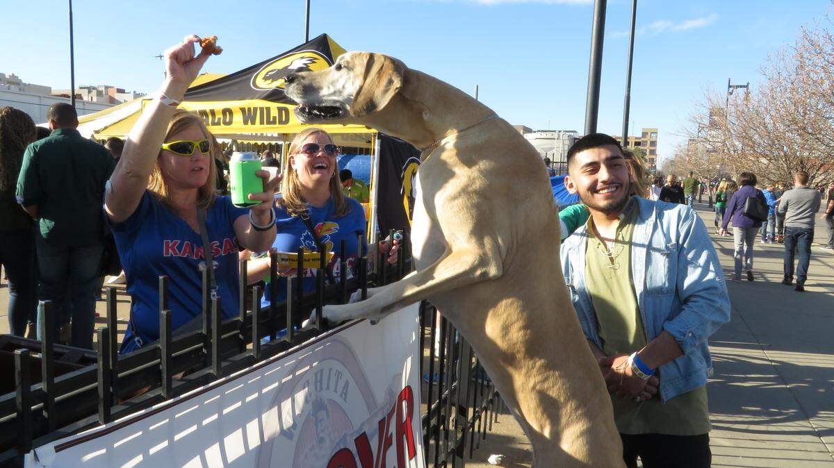Sega the great Dane gets a tasty snack from Karen Smart and Sharon Kress while Anthony Resendez looks on.