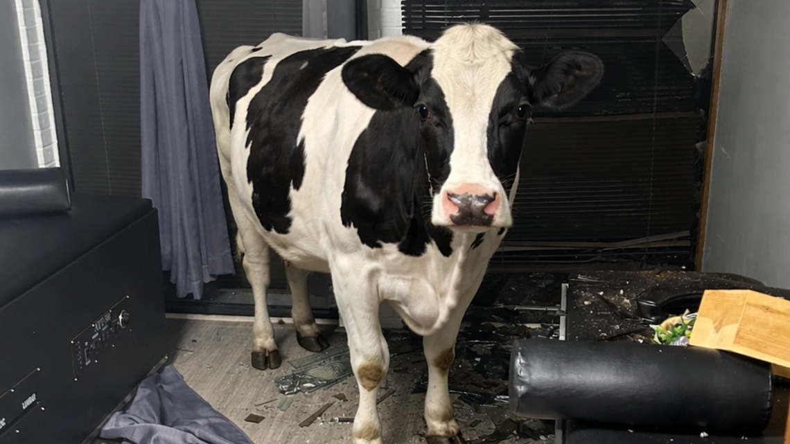 Delano became a cow town again Thursday — quite literally with a cow on the loose