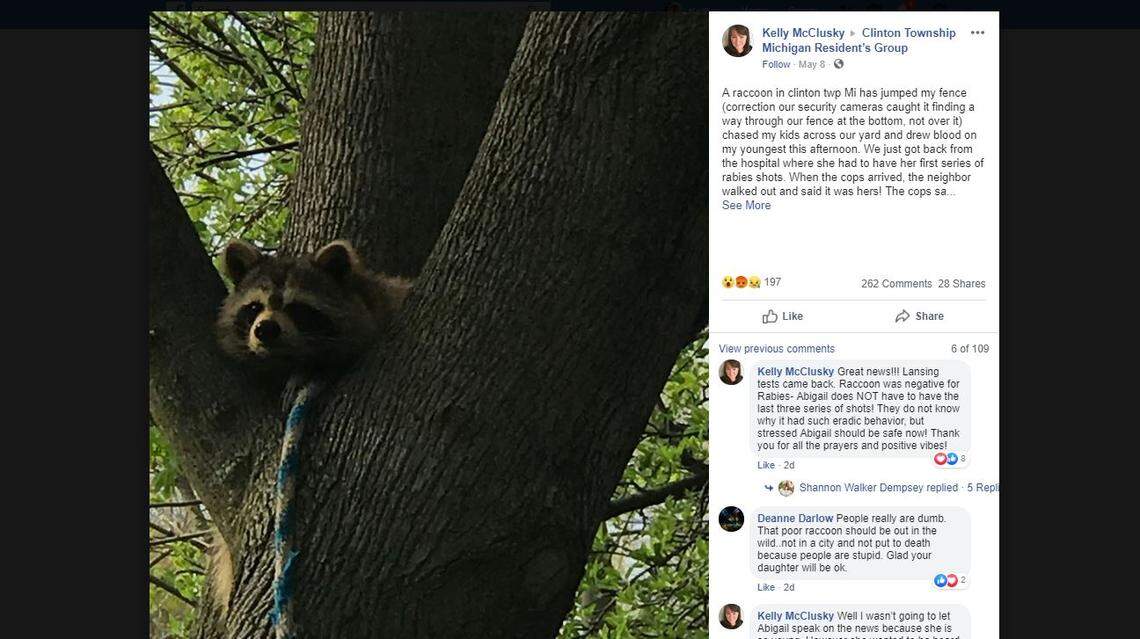 A pet raccoon named Bandit was euthanized after chasing and attacking a 6-year-old girl and an 8-year-old boy, Michigan animal control officers said.